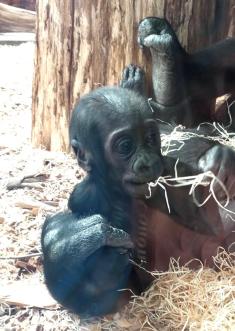 5. třída v ZOO